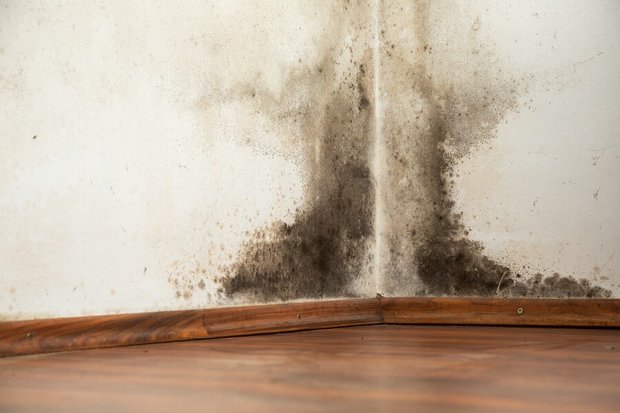 Mold on the walls